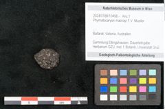 Foto (Objekt + Etikett) von Phymatocaryon mackayi F.V. Mueller (NHMW-GEO-2024-0188-10458)